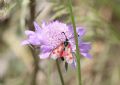 Zygaena corsica